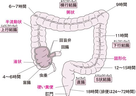 肝彎曲|大腸の解剖用語 (胃と腸 31巻3号) 